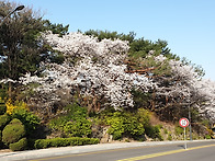 한예종 벚꽃잔치