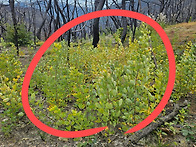 “산불에 ‘잿더미’ 됐다..