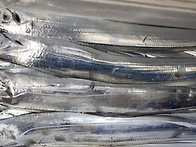 11/14 제주7화원호 갈치조황