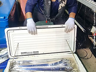 260804 제주7화원호 갈치조황