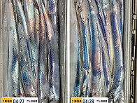 11일 갈치 씨알 좋습니다~~