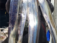 11/15 제주7화원호 갈치 조황