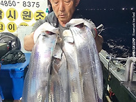 260626 제주7화원호 갈치조황