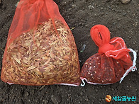 밀원수 종자 가을파종