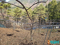 키위 전정 절단부위 살균제..