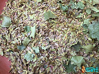 고로쇠나무 종자 채취