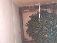 분봉나온 토종벌 안치된 ..