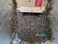 분봉벌 안치하기