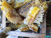 토종벌꿀 채밀하기