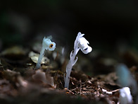 수정초