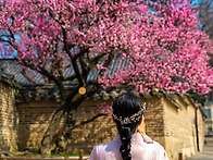 창덕궁 홍매화 2