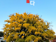 [걷기는언제나옳다77] 2..