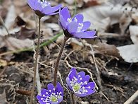 4/4일(토) 천상의화원 천..