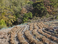 단양 느림보 강물길(11/..