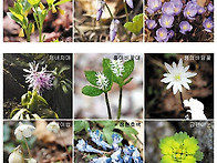 2026.4.4(토) 천마산 팔현..