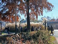 양재천 걷기ㅡ11. 28. ..