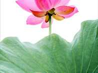 고운연