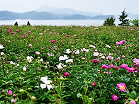 고흥 작약꽃밭(5월 16-1..