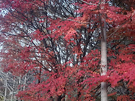 늦 가을의 붉은 잎들이 아..