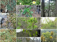 봄나물 품목별 한정 예약 ..