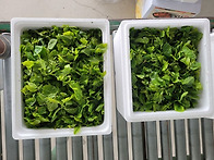 뽕잎 나물 추가 예약 받습..