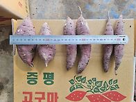 증평 햇밤 고구마 25박스 ..