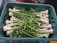 절임 알타리(오늘사진첨부..