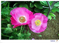 젊은 아들을 졸지에 잃은 ..