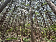 제382회차 장성 축령산 송년산행 공지
