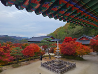 2025 석종사 단풍