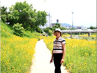 제천 하천의 금계국