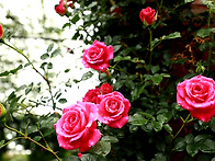 곡성 기차마을에 피어나는🌹 장미🌹