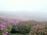 합천 황매산(黃梅山) 25..