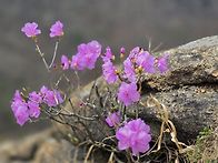 4월5일 꽃피는 관..