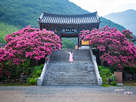 26.07.25 밀영 표충사2번..