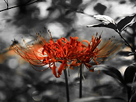 Flower field 속에서,...