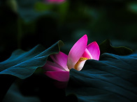 여름의 열기 속에서도 꽃은..