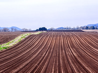 아름다운 들녘의 線.131..