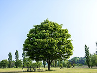 아름다운 들녘의 線.130..