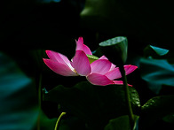 한 여름의 열기 속에서도 ..