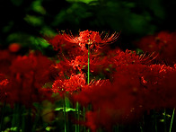 Flower field 속에서,...