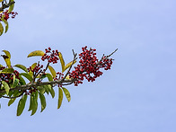 보배의 섬 진도.19.
