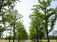 아름다운 들녘의 線.132..