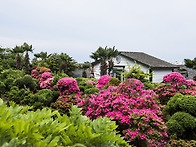 Flower field 속에서,...