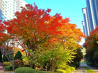 (2025/11/07) 세종시 가..