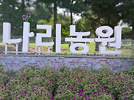 나리농원 천일홍 축제 개막..