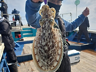 26년 3월 17일 여수 뉴스..