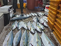 26년 1월 17일 고흥 녹동..