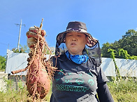 인동초 23기 과밭 고구마 ..