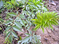 개당귀(지리강활)